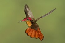 Gros plan du colibri rubis-topaze planant des ailes en vol . — Photo de stock
