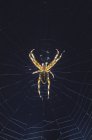 Aranha na teia contra fundo azul escuro . — Fotografia de Stock