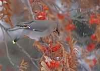 Bohemian waxwing eating red berries in snow storm — Stock Photo