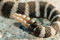 Western rattlesnake tail rattle on rocky surface, close-up — Stock Photo