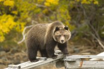 Grizzly bear standing on wooden riverside dock, Chilko River, British Columbia, Canada — Stock Photo