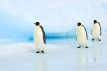Імператорські пінгвіни, повернувшись з поїздки нагулу, сніг пагорбі острова, Weddell море, Антарктида — стокове фото