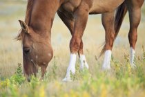 Pascolo di cavalli sul prato della prateria canadese, Saskatchewan, Canada . — Foto stock