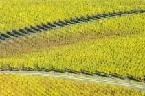 Натуральный узор виноградников в долине Оканаган, Британская Колумбия, Канада . — стоковое фото