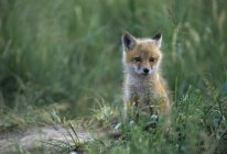 Kit renard rouge assis dans l'herbe verte haute . — Photo de stock