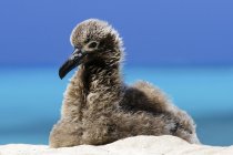 Black-footed albatross chick sitting on white sand. — Stock Photo