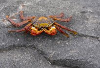 Crabe du bord de mer sur la surface rocheuse, gros plan — Photo de stock