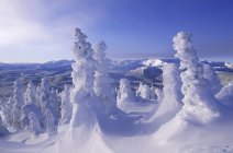 Mount Washington ski resort snow-frosted trees, Vancouver Island, Columbia Británica, Canadá . - foto de stock