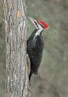 Pileated woodpecker perched on tree trunk in snowfall. — Stock Photo