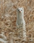 Long-tailed weasel in winter coat at Elbow, Saskatchewan, Canada — Stock Photo