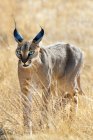 Каракал полювання у високій траві луг в Самбур Національний парк, Кенія, Східна Африка — стокове фото