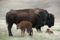 Wilde amerikanische Bisons mit neugeborenen Kälbern im Windhöhlen-Nationalpark, South Dakota, USA. — Stockfoto