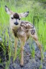 Newborn mule deer fawn standing in grass — Stock Photo