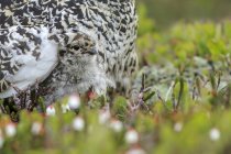 White-tailed ptarmigan chick hiding in feathers in alpine habitat — Stock Photo