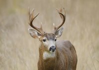 Close up shot of Mule Deer looking away — Stock Photo
