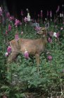 Cervo de rabo-negro na encosta de flores de luva de raposa — Fotografia de Stock