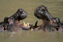 Rival hippopatamuses mouth-gaping in dominance display, Mara River, Masai Mara Reserve, Kenya, East Africa — Stock Photo