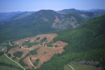 Luftaufnahme von Kahlschlag-Abholzung, Vancouver-Insel, britische Kolumbia, Kanada. — Stockfoto