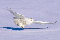 Caza de búho nevado en vuelo sobre la pradera nevada . - foto de stock
