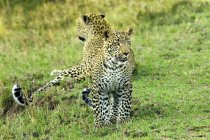 Zwei Leoparden stehen wachsam auf grünem Gras im Masai Mara Reservat, Kenia, Ostafrika — Stockfoto