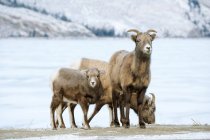 Крупная овца и ягненок в национальном парке Джаспер, Альберта, Канада — стоковое фото