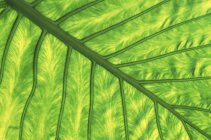 Natural skunk cabbage leaf pattern detail. — Stock Photo