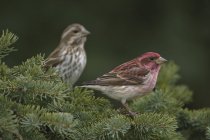 Finches roxos masculinos e femininos empoleirados em árvore sempre verde . — Fotografia de Stock