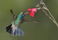 Colibri à bec large planant à côté des fleurs et se nourrissant dans la forêt tropicale . — Photo de stock