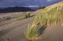 Whaler острів з піщаними дюнами і трави, Clayoquot звук, острова Ванкувер, Британська Колумбія, Канада. — стокове фото