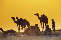 Menschen und Kamele bei Pushkar Kamelmesse bei Sonnenuntergang, Pushkar, Rajasthan, Indien — Stockfoto