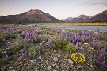 Flores silvestres de tremoço crescendo ao lado do rio no Parque Nacional dos Lagos de Waterton, Alberta, Canadá . — Fotografia de Stock