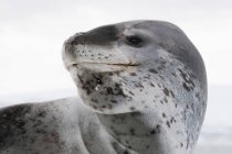 Primo piano della foca leopardata contro la neve, isola di Pleneau, penisola antartica, Antartide — Foto stock