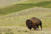 Bison des prairies broutant dans les prairies vertes du parc national des Lacs-Waterton, Alberta, Canada — Photo de stock