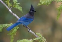 Blue-feathered Steller jay bird perching on coniferous tree. — Stock Photo