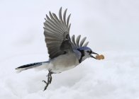 Blue jay bird carrying nut while flying outdoors. — Stock Photo