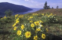Pfeilwurzelbalsam blüht im Frühling im knox mountain park, kelowna, britisch columbia, canada. — Stockfoto
