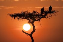 Вишиванки стикаються гриф птахів на дерева акації на заході сонця в рівнинах Серенгеті, Кенія, Східна Африка — стокове фото