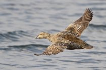Common eider goose flying over water surface — Stock Photo