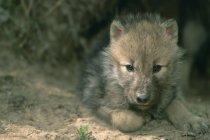 Wolf pup resting in den, close-up — Stock Photo