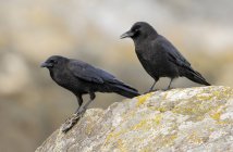 Two Northwestern crows perched on mossy rock. — Stock Photo
