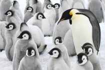 Erwachsene Kaiserpinguine und Küken, Schneehügel-Insel, antarktische Halbinsel — Stockfoto