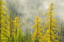 Альпийские лиственницы в осенней листве на перевале Кутеней между Крестоном и Сальмо, Британская Колумбия, Канада — стоковое фото