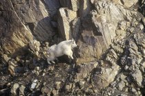 Montagna capra che salta su rocce in British Columbia Rockies, Canada . — Foto stock