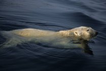 Ours polaire nageant dans l'eau froide du parc national Ukkusiksalik, Canada . — Photo de stock