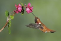Colibrí rufo macho alimentándose al aire libre de flores, de cerca . - foto de stock
