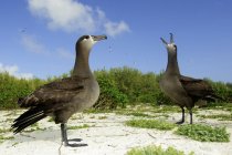 Albatros dai piedi neri che corteggiano all'atollo di Midway, Hawaii — Foto stock