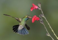 Colibri à bec large planant à côté des fleurs sous les tropiques . — Photo de stock
