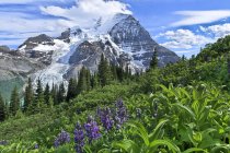 Lupinenwiese am Mount Robson, Mount Robson Provinzpark, Britische Kolumbia, Kanada — Stockfoto