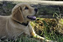 Golden retriever cachorro descansando na grama com a boca aberta . — Fotografia de Stock