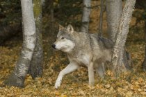 Волк, гуляющий по осенним осинам, Монтана, США . — стоковое фото